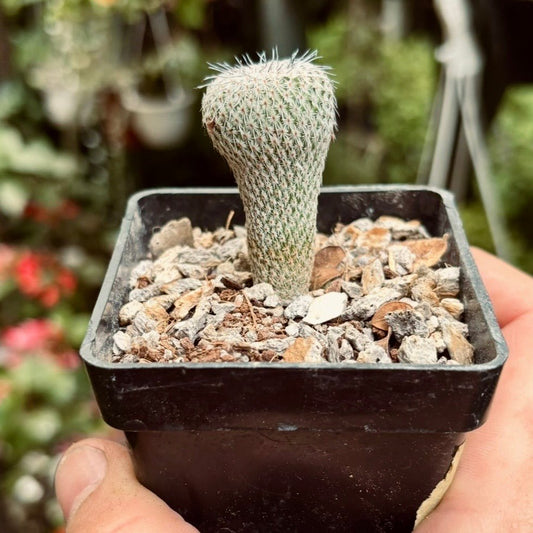 Cactus Epithelantha Micromeris - Vivero Florecer