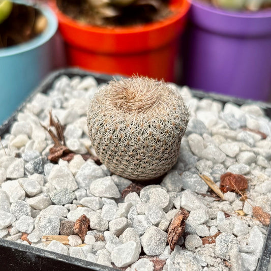 Cactus Epithelantha Micromeris - Vivero Florecer