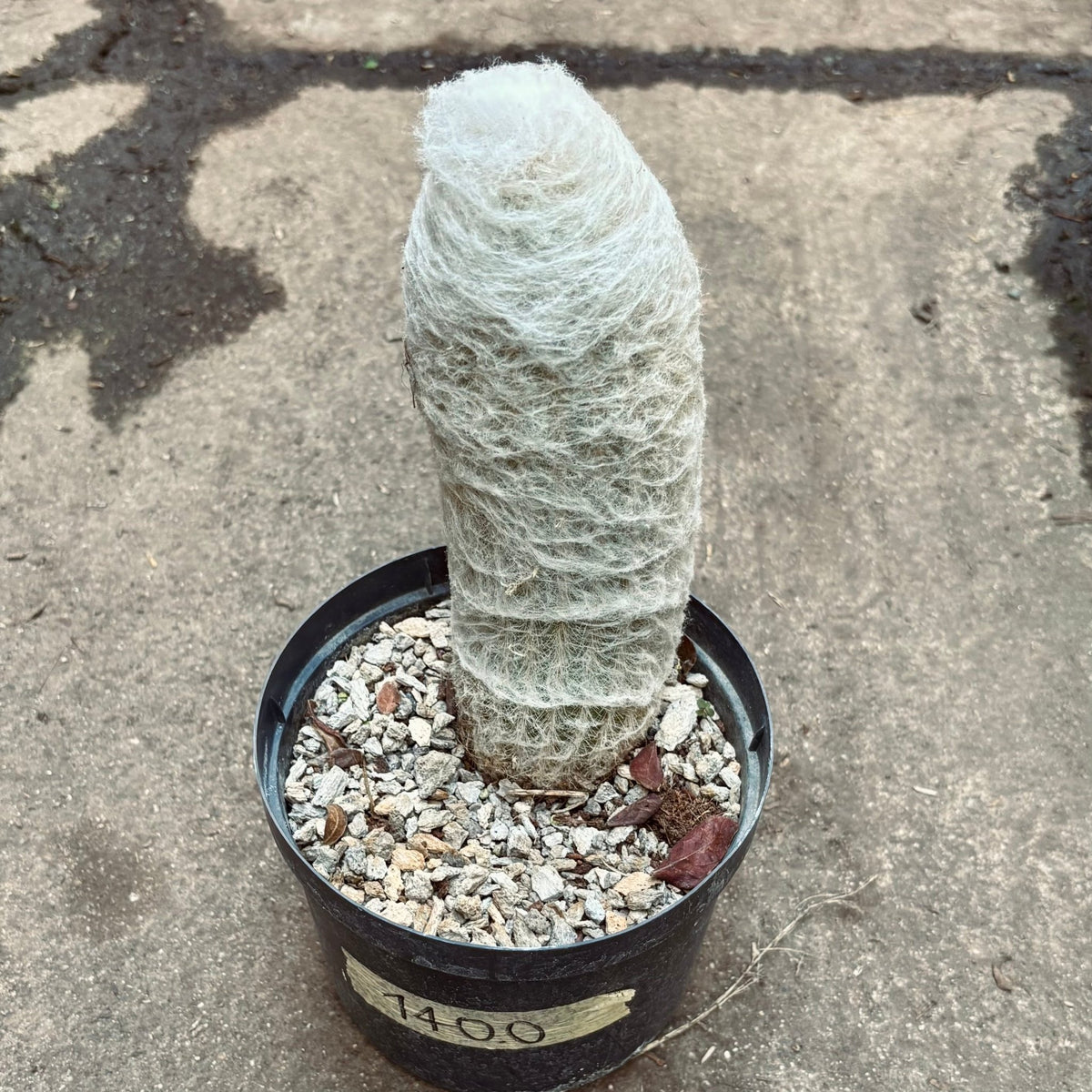 Cactus Espostoa Lanata “Abuelo O Viejito” - Vivero Florecer
