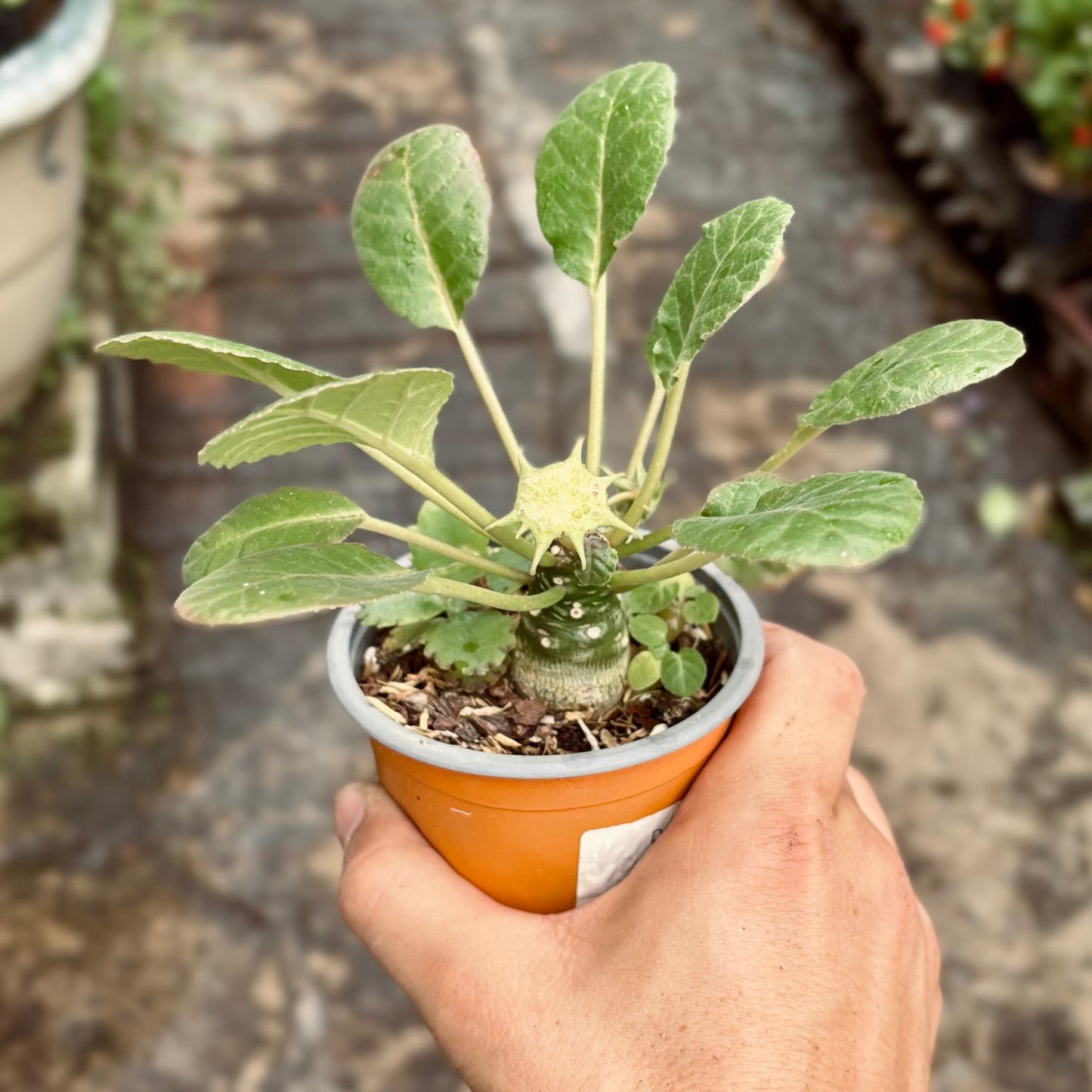 Cactus Euphorbia Dorstenia - Vivero Florecer