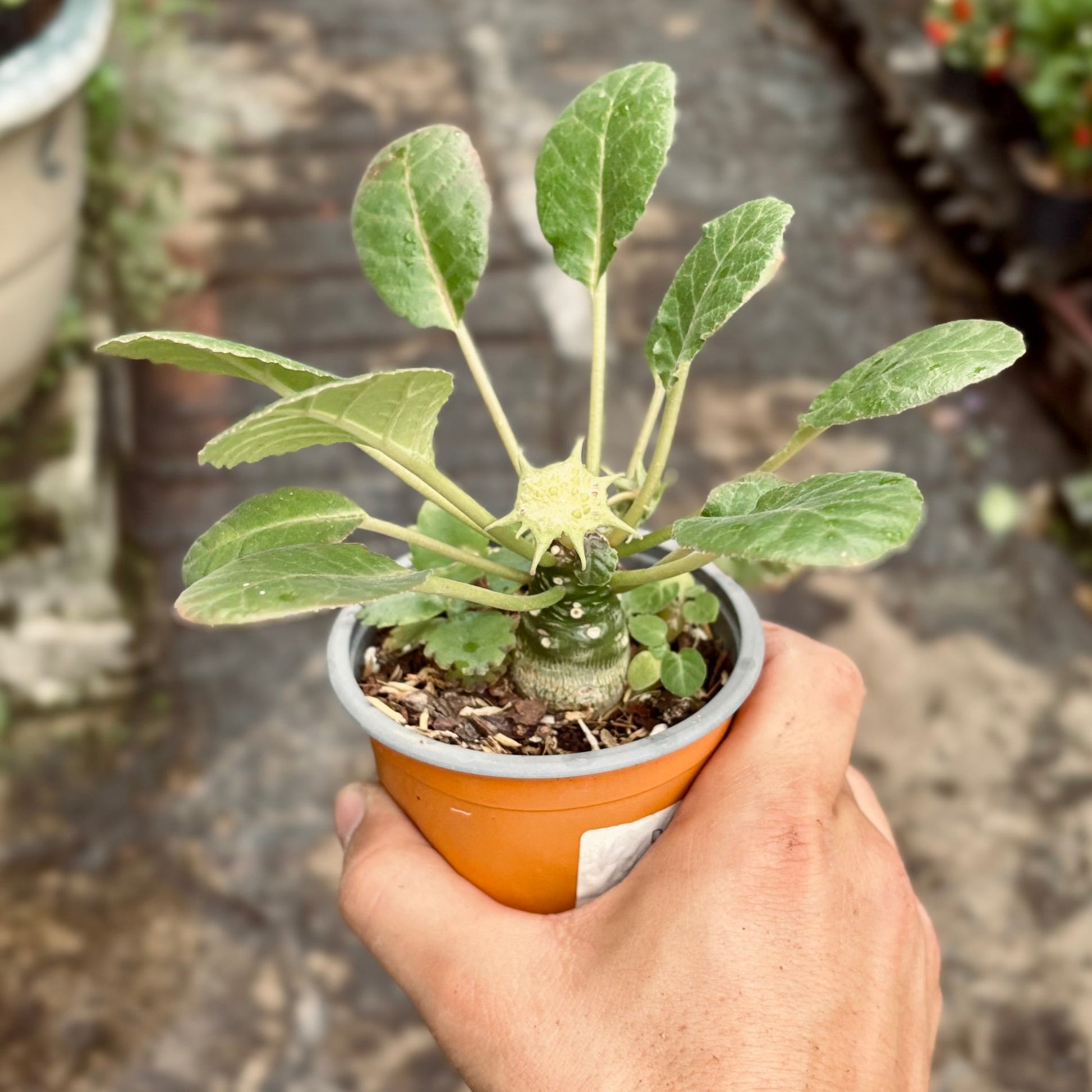 Cactus Euphorbia Dorstenia - Vivero Florecer