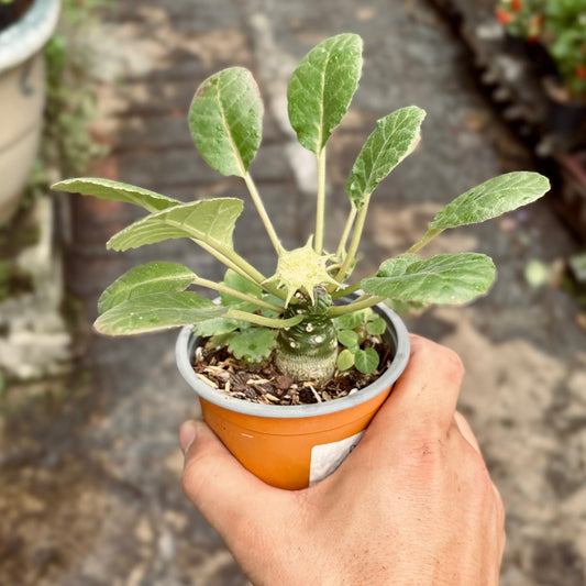 Cactus Euphorbia Dorstenia - Vivero Florecer