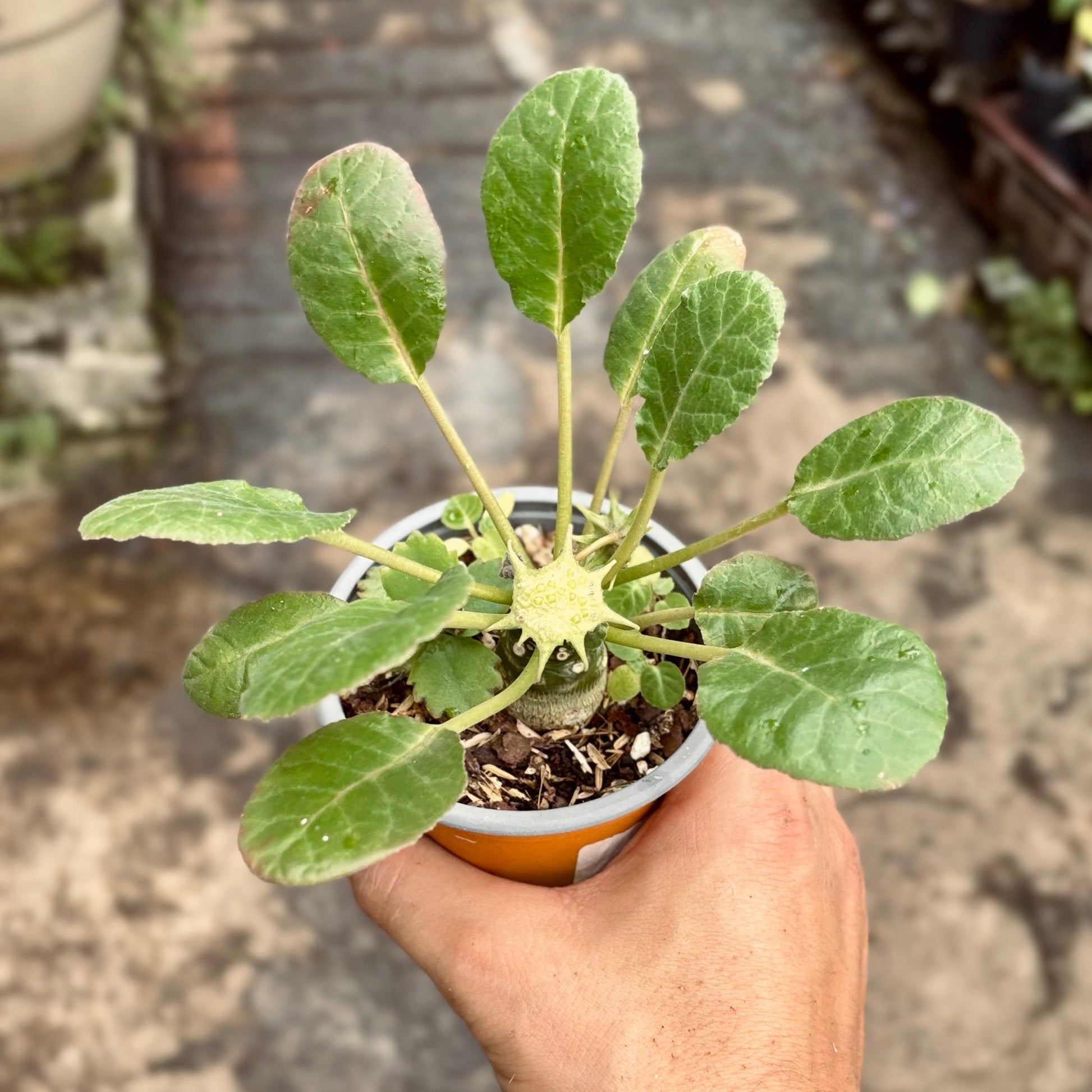 Cactus Euphorbia Dorstenia - Vivero Florecer