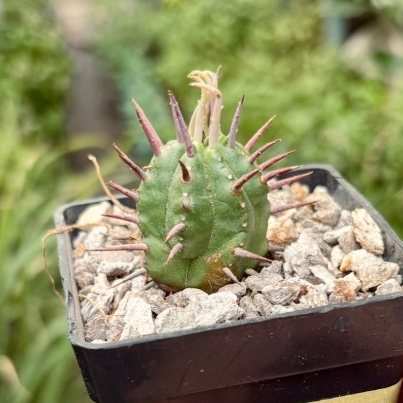 Cactus Euphorbia Ferox - Vivero Florecer