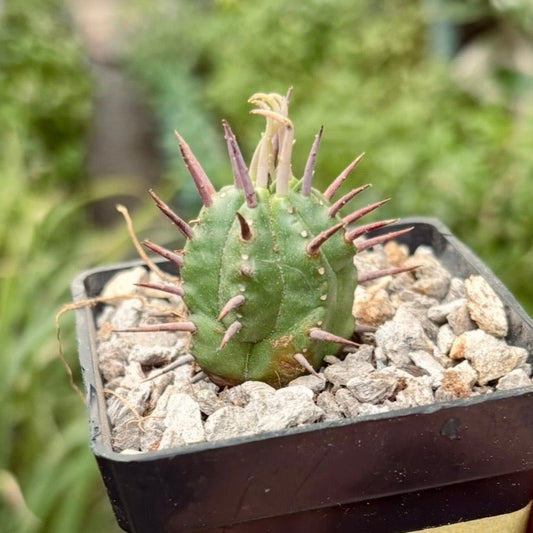 Cactus Euphorbia Ferox - Vivero Florecer