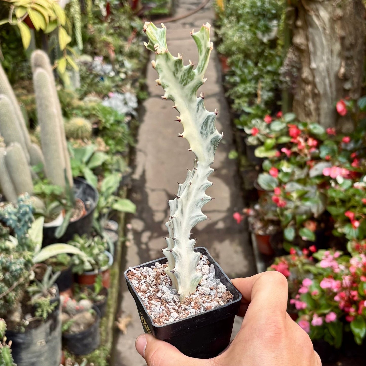 Cactus Euphorbia Lactea White Ghost - Vivero Florecer