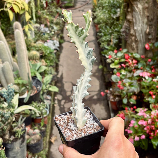 Cactus Euphorbia Lactea White Ghost - Vivero Florecer