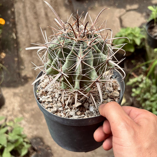Cactus Ferocactus Herrerae - Vivero Florecer