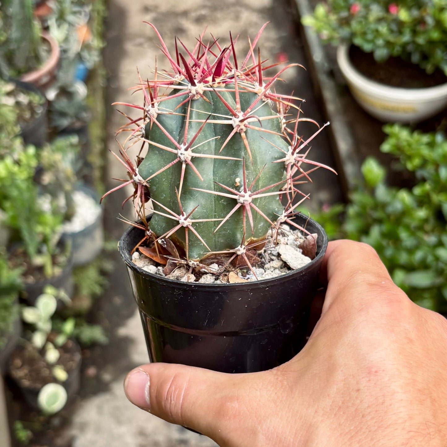 Cactus Ferocactus Pilosus - Vivero Florecer
