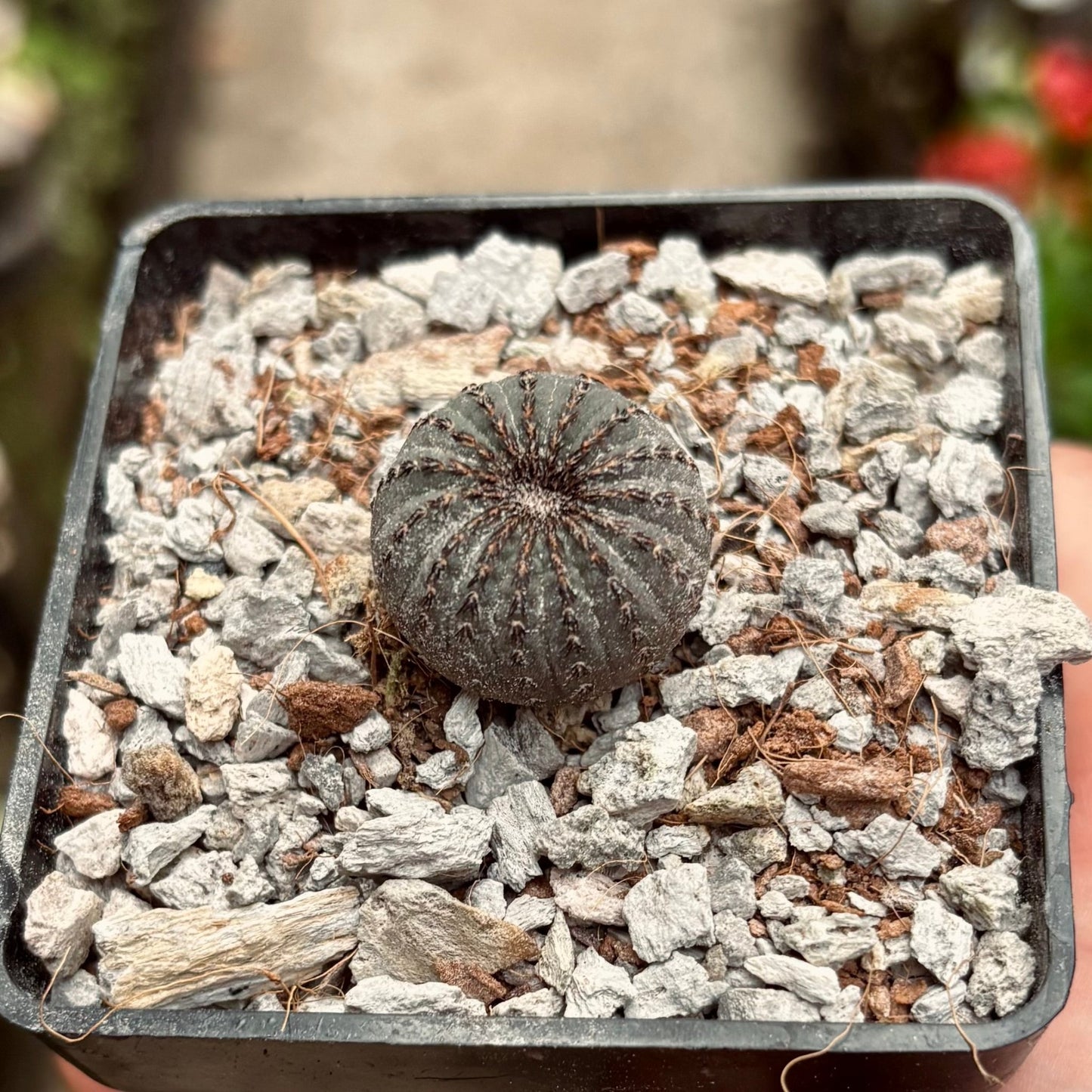 Cactus Frailea Castanea - Vivero Florecer