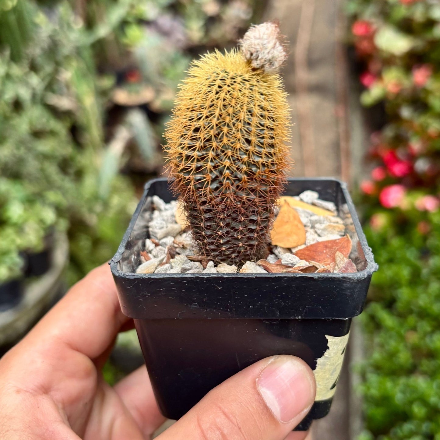 Cactus Frailea Mammifera - Vivero Florecer
