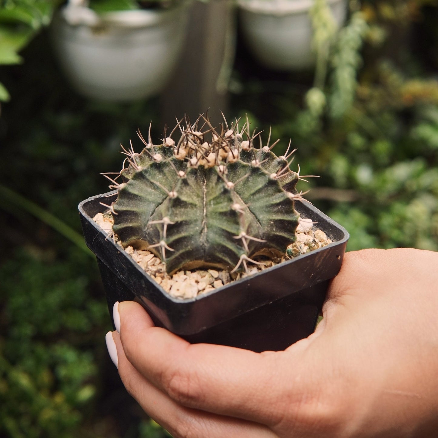 Cactus Gymnocalycium Mihanovichii - Vivero Florecer