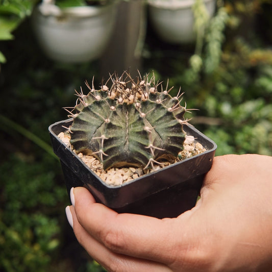 Cactus Gymnocalycium Mihanovichii - Vivero Florecer