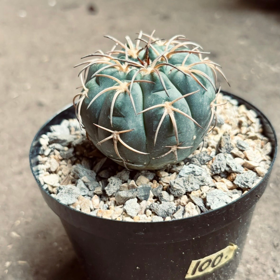 Cactus Gymnocalycium Spegazzinii - Vivero Florecer