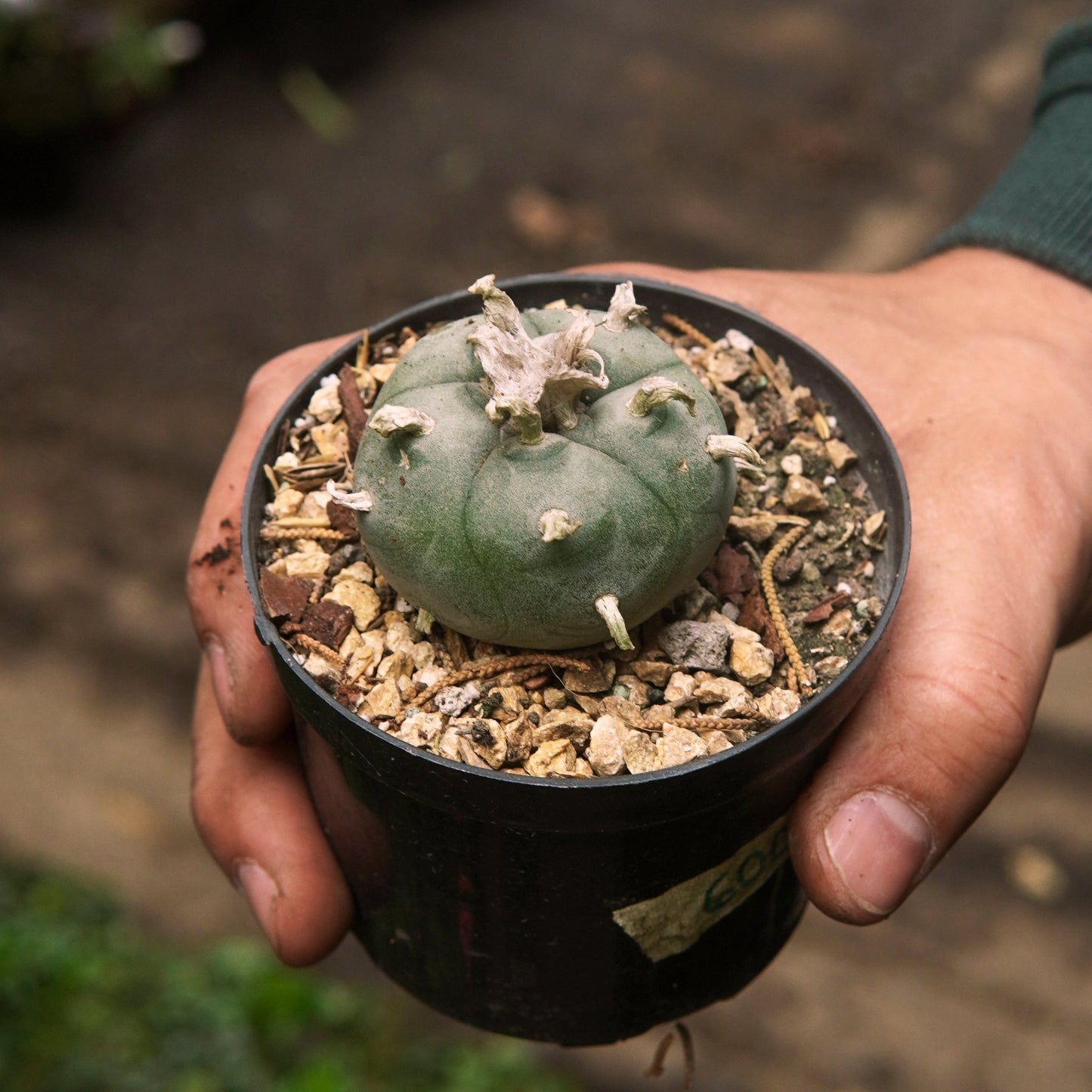 Cactus Lophophora Williamsii (Peyote) - Vivero Florecer