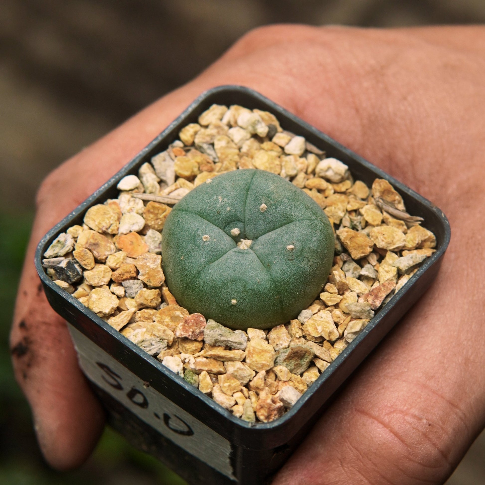 Cactus Lophophora Williamsii (Peyote) - Vivero Florecer