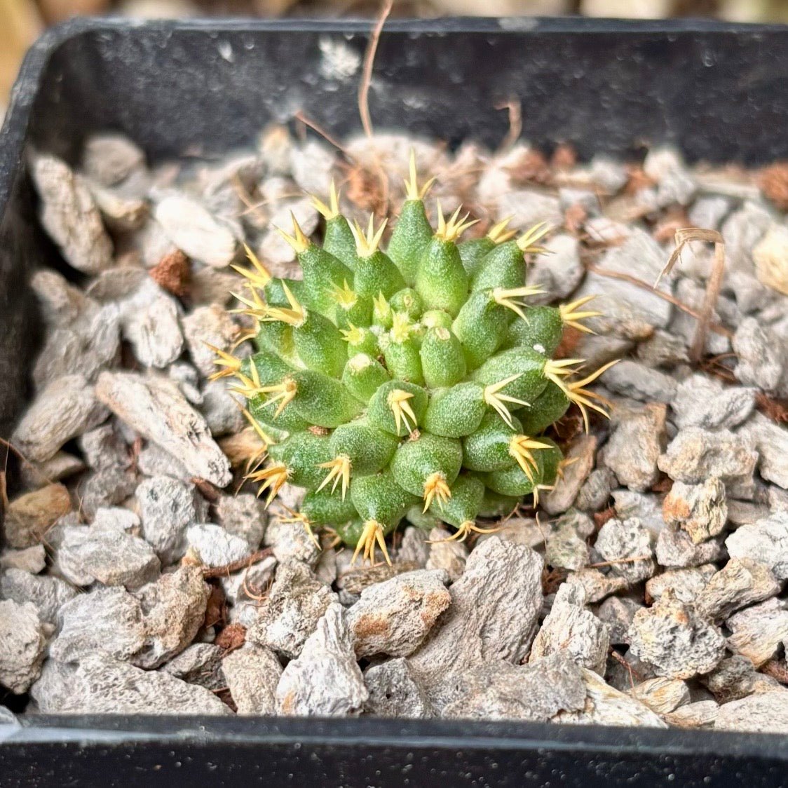 Cactus Mammillaria Bru - Vivero Florecer