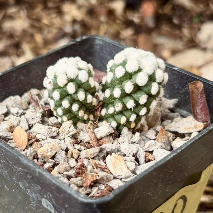 Cactus Mammillaria Gracilis Oruga - Vivero Florecer