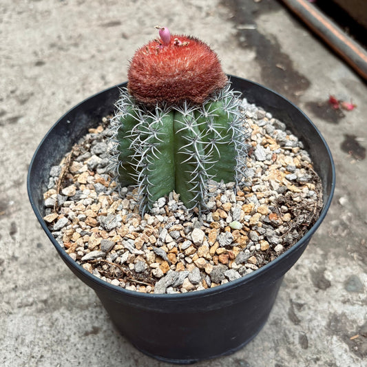 Cactus Melocactus Matanzanus Grande - Vivero Florecer