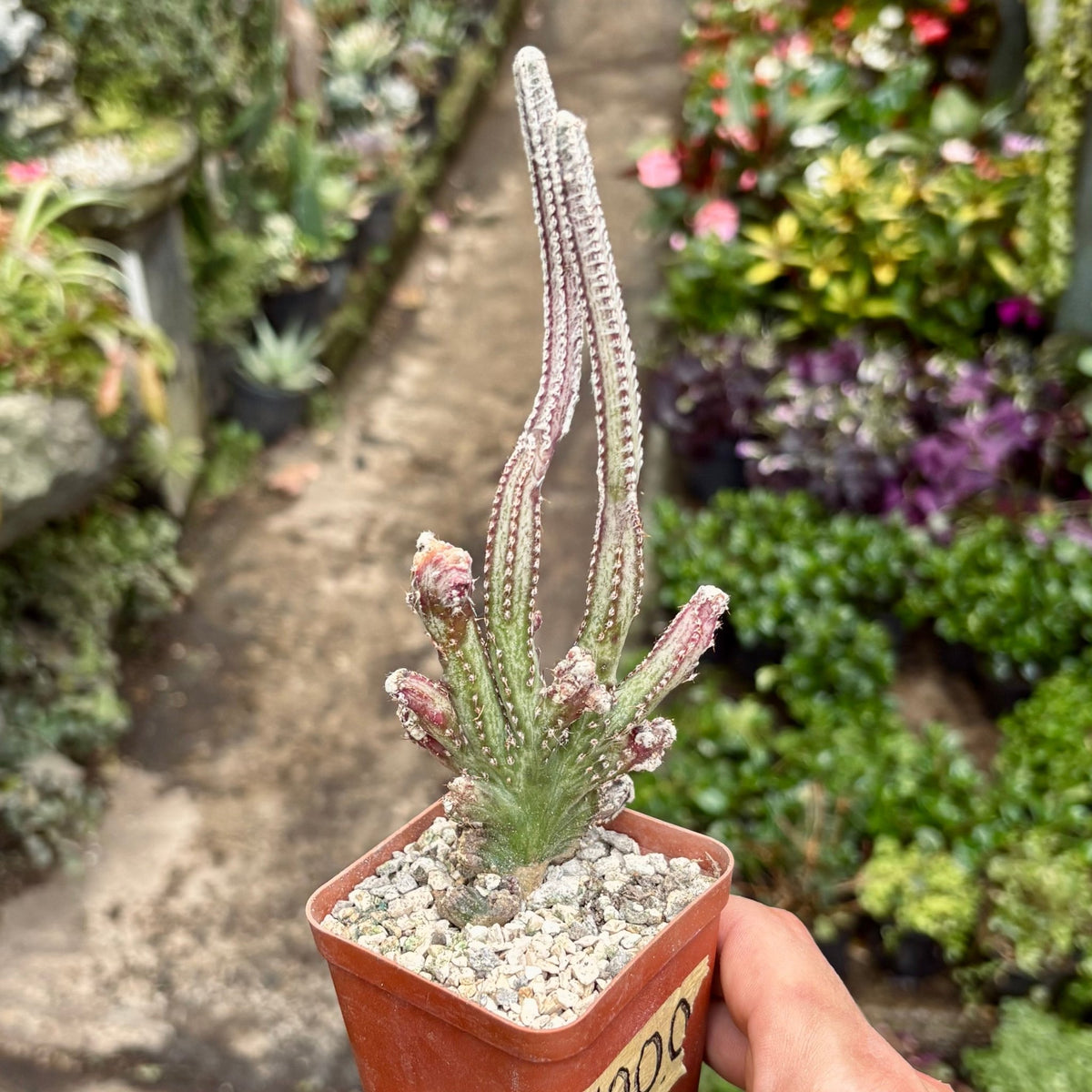 Cactus Monvillea Spegazzinii Cristata - Vivero Florecer