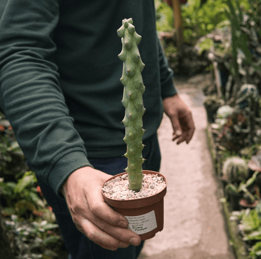 Cactus Myrtillocactus Geometrizans Fukurokuryuzinboku - Vivero Florecer