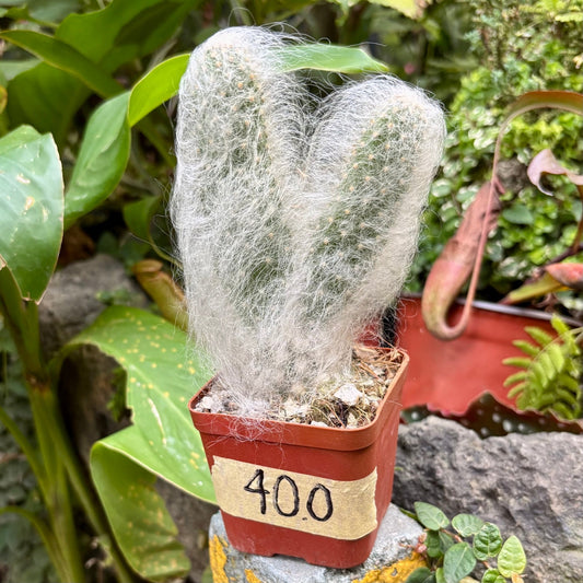 Cactus Opuntia Orbiculata - Vivero Florecer
