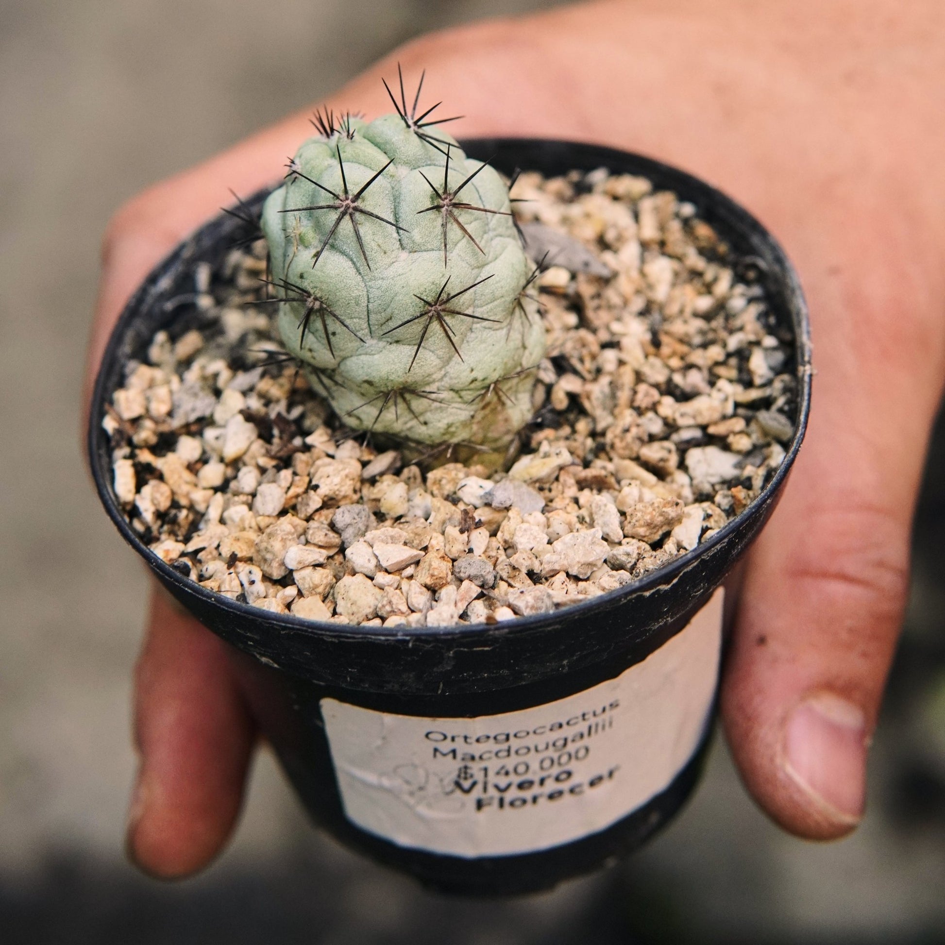 Cactus Ortegocactus Macdougallii - Vivero Florecer