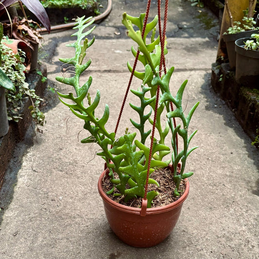 Cactus Selenicereus Anthonyanus - Vivero Florecer
