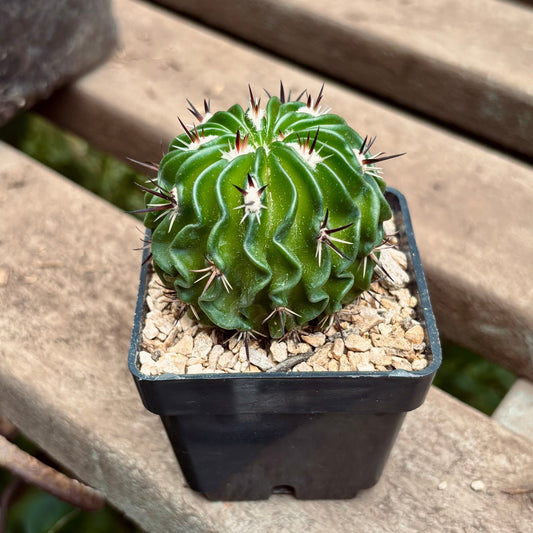 Cactus Stenocactus Crispatus - Vivero Florecer