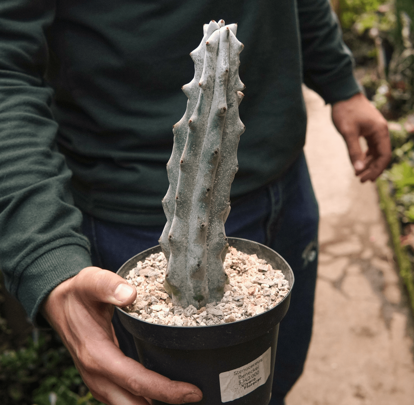 Cactus Stenocereus Beneckei - Vivero Florecer
