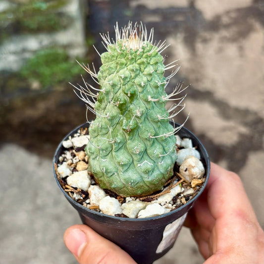 Cactus Strombocactus Disciformis - Vivero Florecer