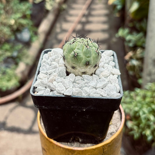 Cactus Sulcowartia - Vivero Florecer