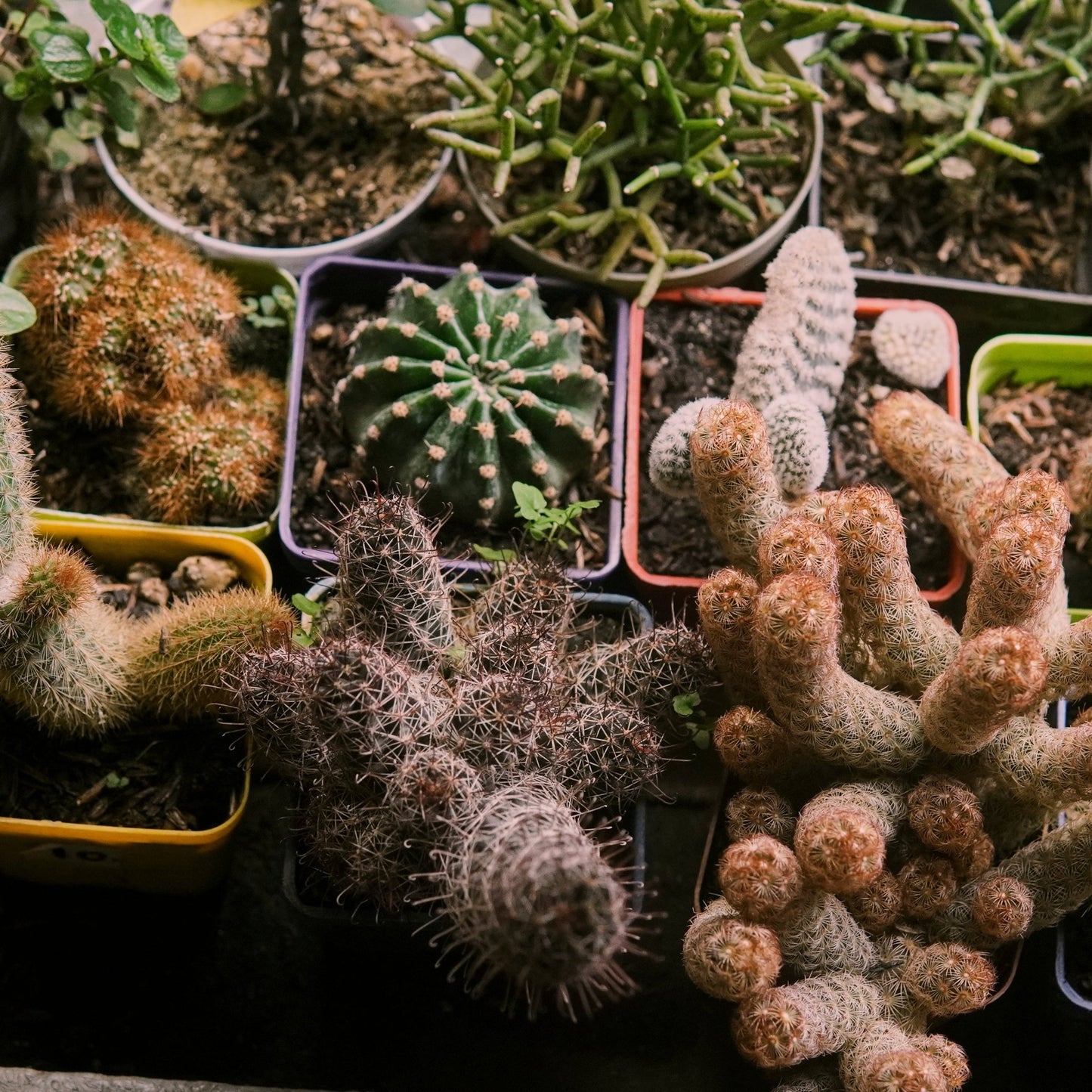 Cactus surtido - Vivero Florecer