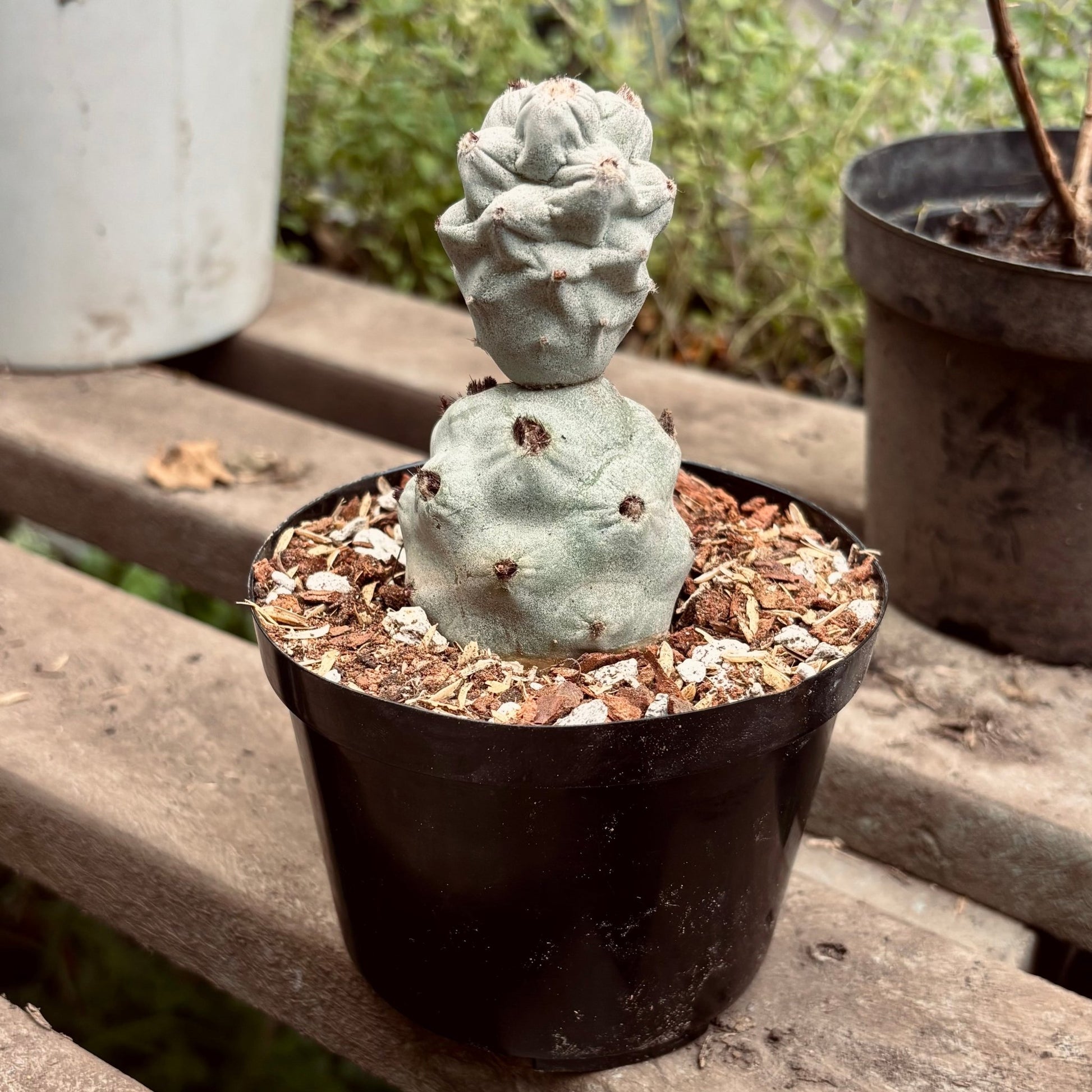 Cactus Tephrocactus Articulatus var. Calvus - Vivero Florecer