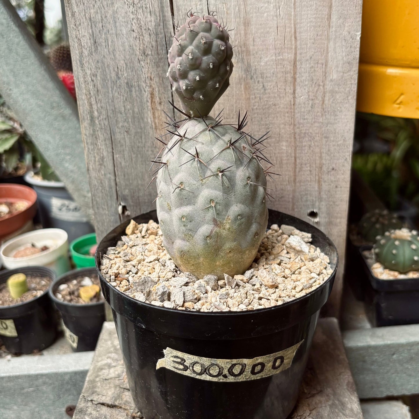 Cactus Tephrocactus Geometricus Diablo - Vivero Florecer