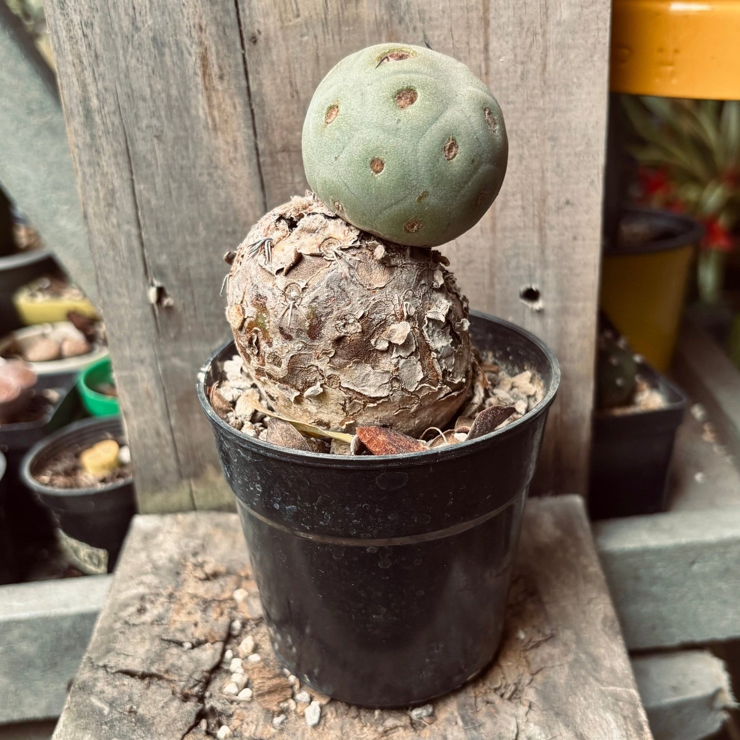 Cactus Tephrocactus Geometricus Lignificado - Vivero Florecer