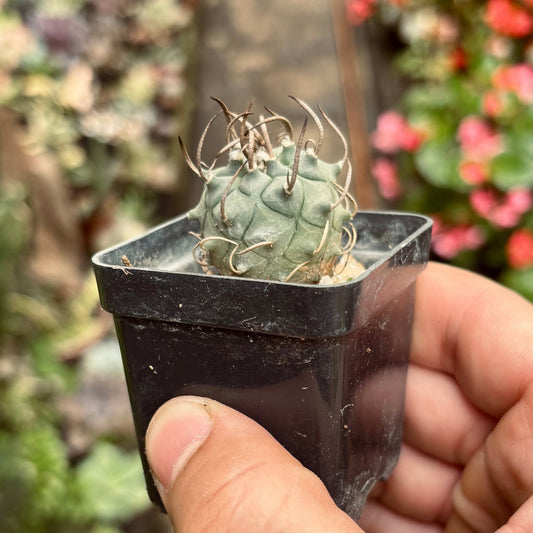 Cactus Turbinicarpus Schmiedickeanus - Vivero Florecer