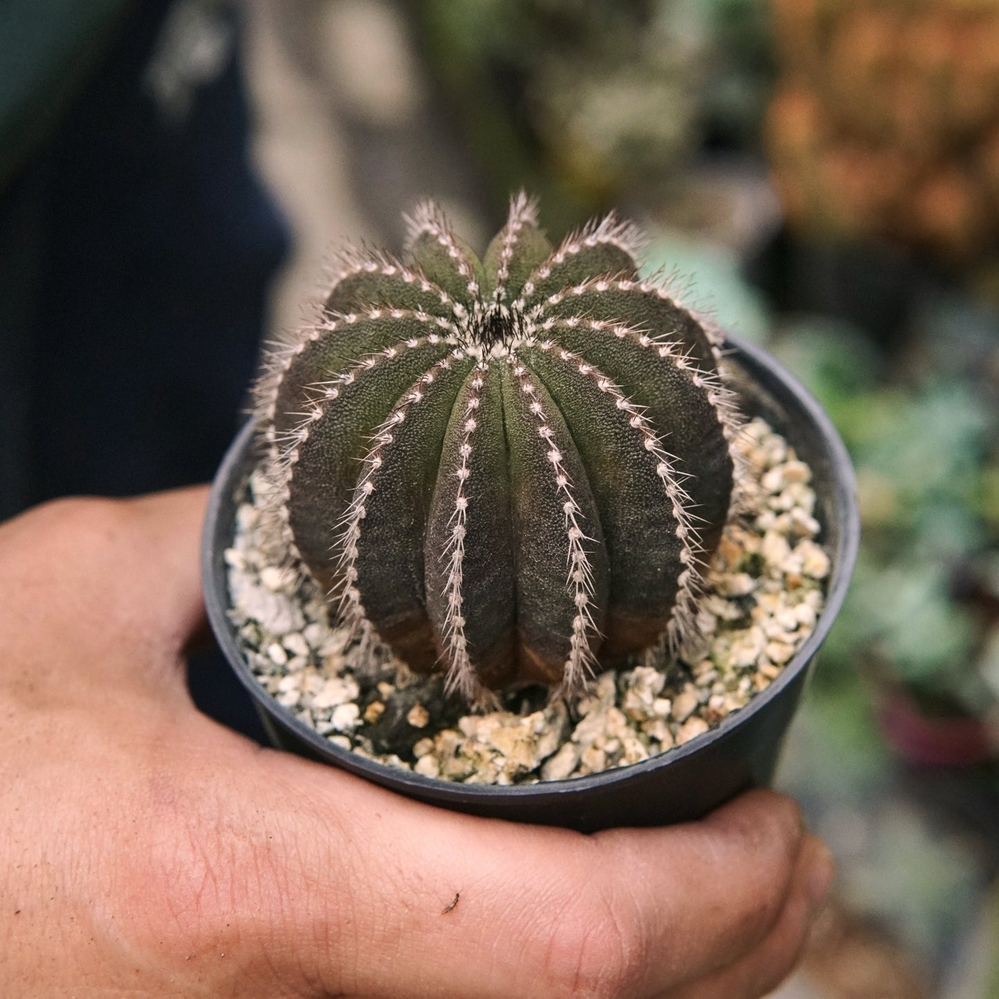 Cactus Uebelmannia Pectinifera - Vivero Florecer