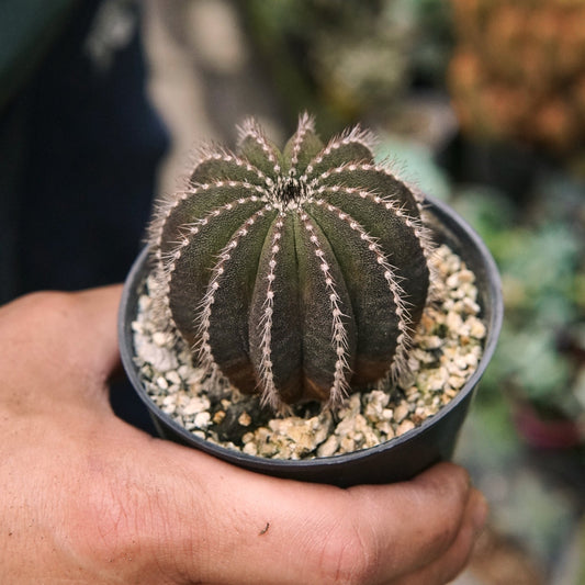 Cactus Uebelmannia Pectinifera - Vivero Florecer