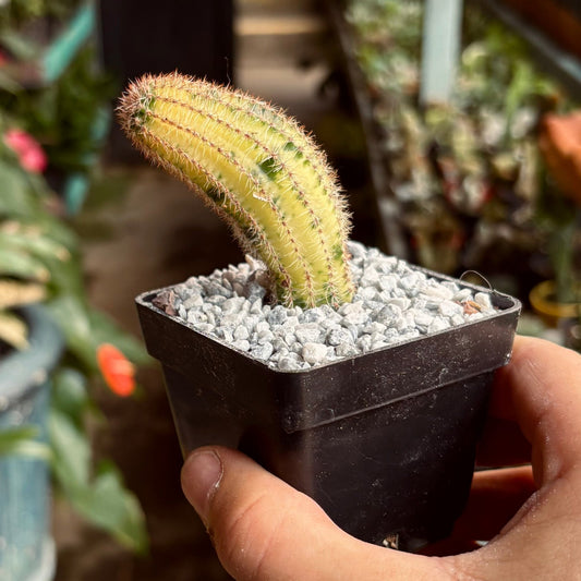 Cactus Variegado - Vivero Florecer