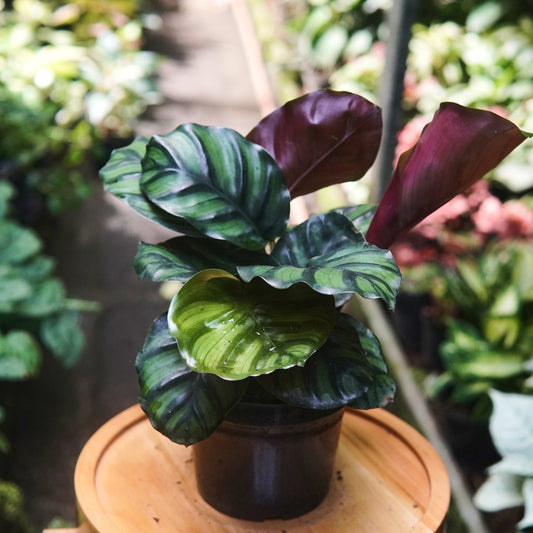 Calathea Fasciata - Vivero Florecer