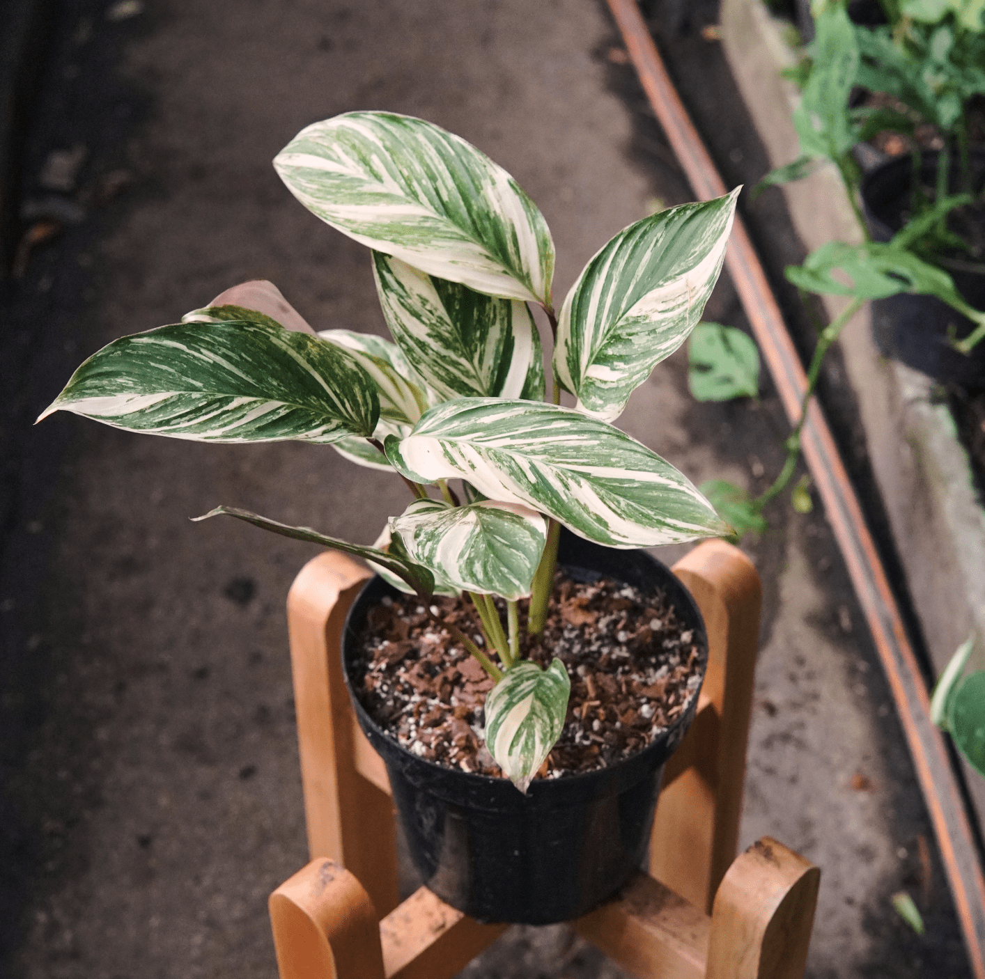 Calathea Glaza Variegada - Vivero Florecer