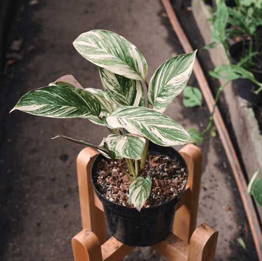 Calathea Glaza Variegada - Vivero Florecer