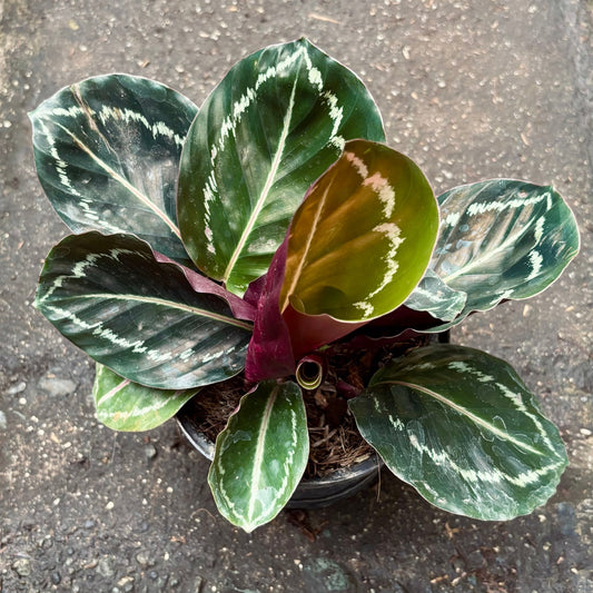 Calathea Jungle Rose - Vivero Florecer