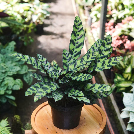 Calathea Lanceolata - Vivero Florecer