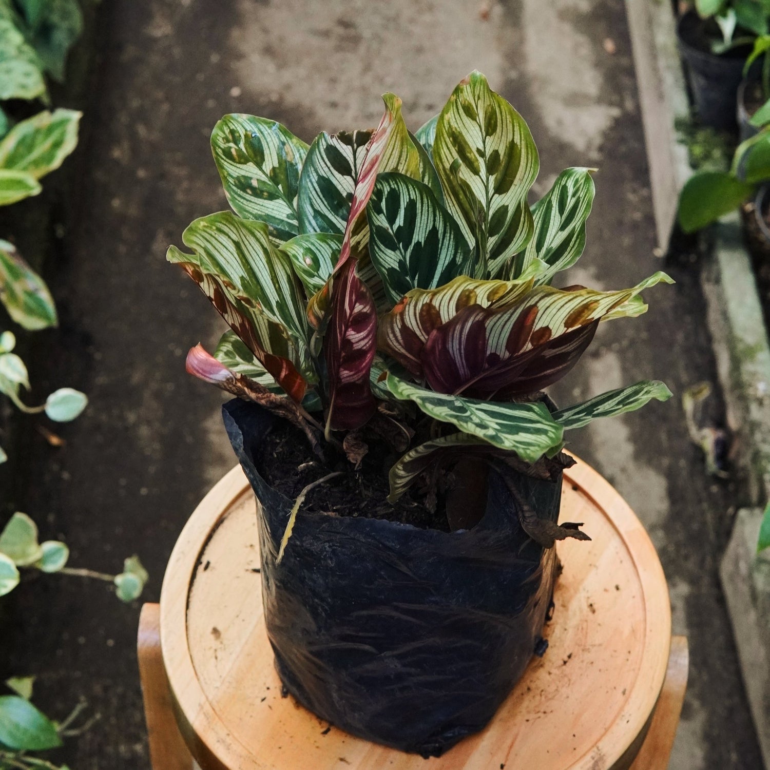 Calathea Makoyana - Vivero Florecer