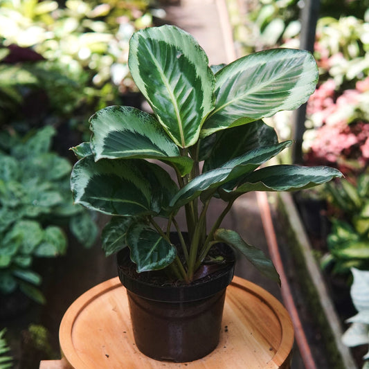 Calathea Marion - Vivero Florecer