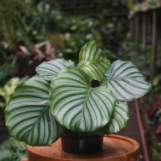 Calathea Orbifolia - Vivero Florecer