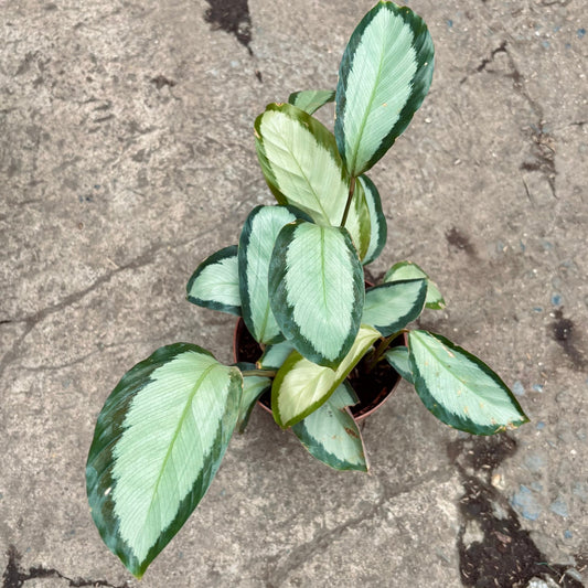 Calathea Picturata Argentea - Vivero Florecer
