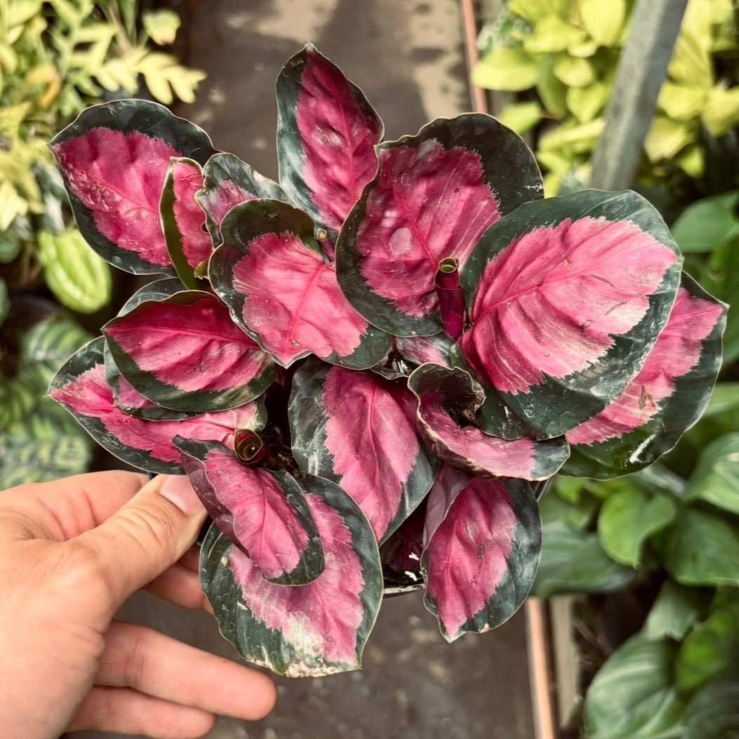Calathea Roseopicta Rosy - Vivero Florecer